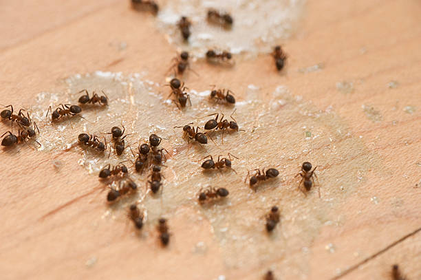 Best Mosquito Control Services  in Hazel Green, AL