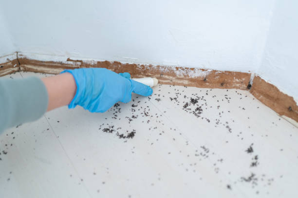 Best Affordable Pest Control Services  in Hazel Green, AL
